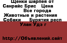Щенки шарпея от Санрайс Брис › Цена ­ 30 000 - Все города Животные и растения » Собаки   . Бурятия респ.,Улан-Удэ г.